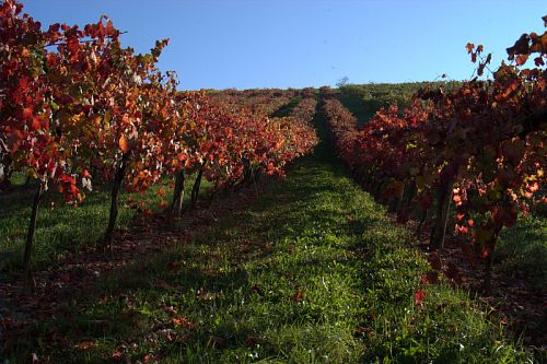 Кантина Риуните