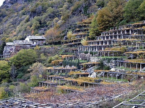 Кантина Продуттори Неббьоло ди Карема