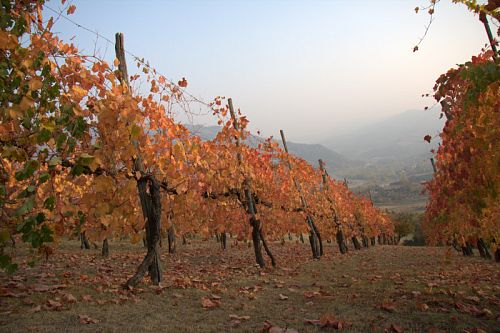 Кантина Риуните