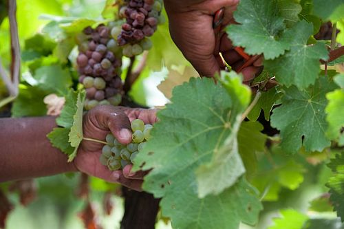 Робертсон Вайнери Робертсон Вайнери