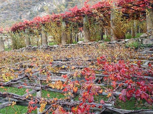 Кантина Продуттори Неббьоло ди Карема