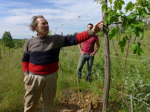 Кашина дели Уливи