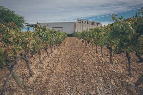 Колет Витикалчерс