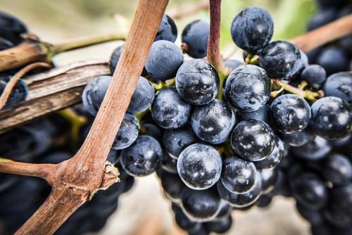 Шато Ля Консейант