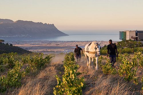 Уотерклуф Вайнс