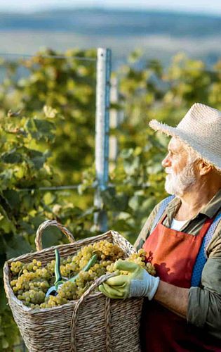ITALIAN WINE BRANDS