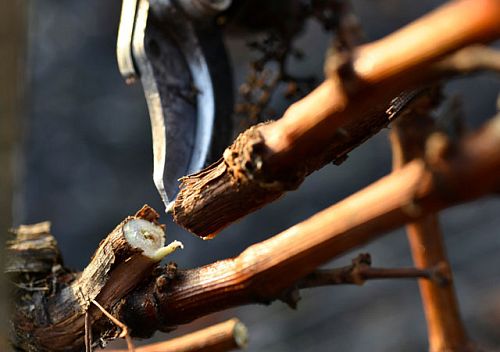 Домен де Шевалье