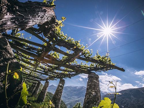 Кантина Продуттори Неббьоло ди Карема