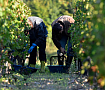 Шато Карбоньё Шато Карбоньё