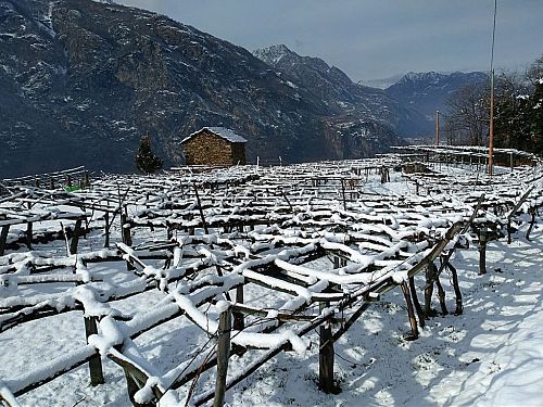 Кантина Продуттори Неббьоло ди Карема Кантина Продуттори Неббьоло ди Карема
