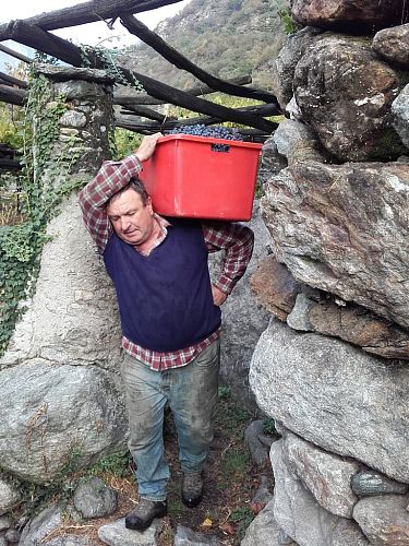 Кантина Продуттори Неббьоло ди Карема