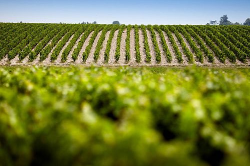 Шато Гран-Пюи-Лакост