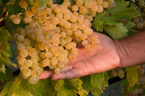 Кантина Данезе