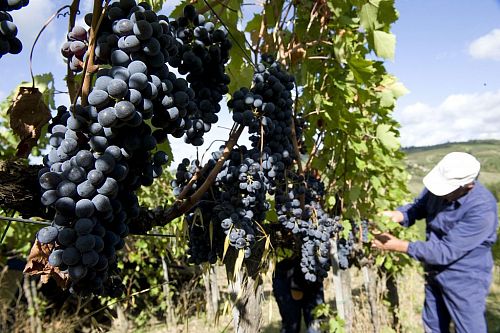 Иль Паладжо