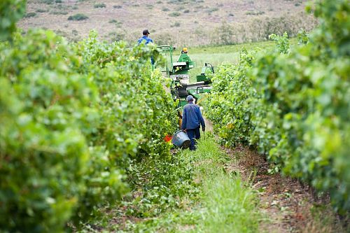 Робертсон Вайнери Робертсон Вайнери
