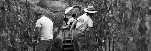 Аральдика Вини