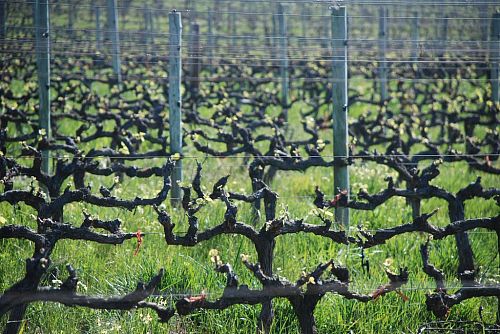 Хамильтон Рассел Виньярдс