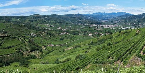 Кантина Данезе