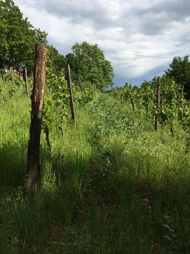 Кашина дели Уливи