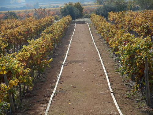 Винья Маганья