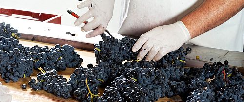 Бодегас Луис Каньяс Бодегас Луис Каньяс