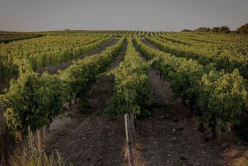 Коньяк Феран